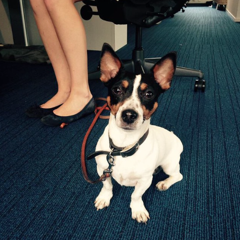Dia nacional de levar os cães ao trabalho foi comemorada nesta sexta nos Estados Unidos 2 (Foto: Reprodução / People Pets)
