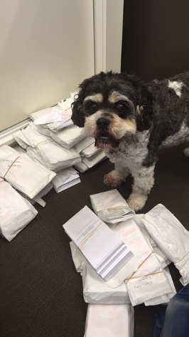 Dia nacional de levar os cães ao trabalho foi comemorada nesta sexta nos Estados Unidos 4 (Foto: Reprodução / People Pets)