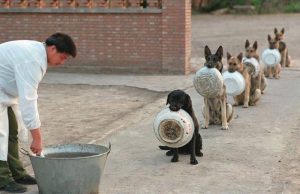 Cães policiais da China esperando para comer. (Foto: Reprodução / Bored Panda)