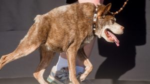 A cachorra Quasi Modo foi a vencedora do concurso em 2015. (Foto: Reprodução / CBC News)