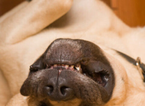 cropped-cachorro-dormindo-02.jpg