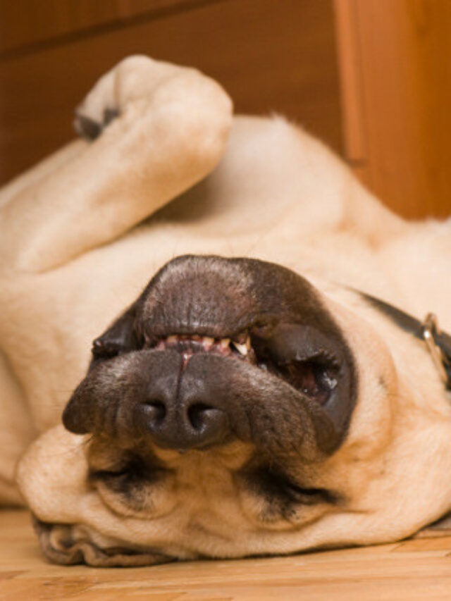 cropped-cachorro-dormindo-02.jpg