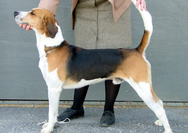 foxhound-ingles (11)