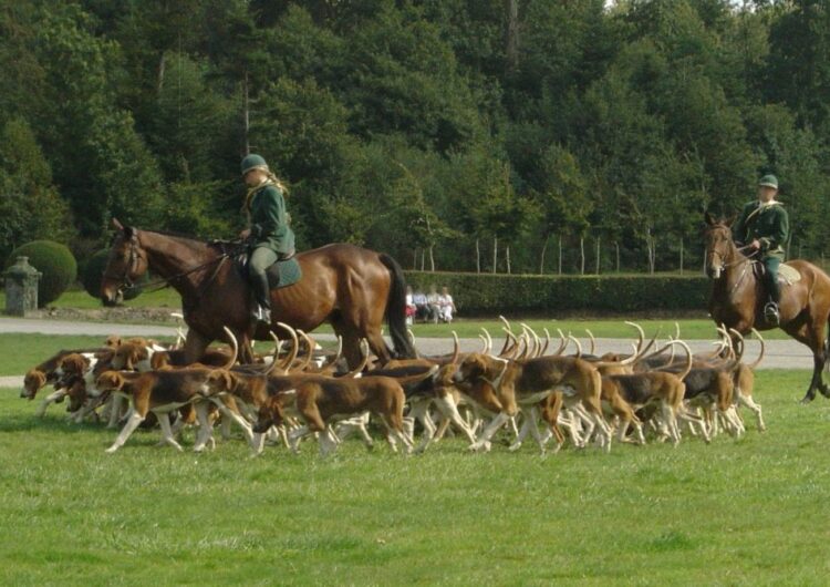 foxhound-ingles (3)