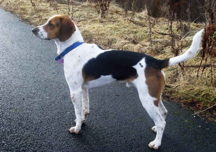 foxhound-ingles (7)
