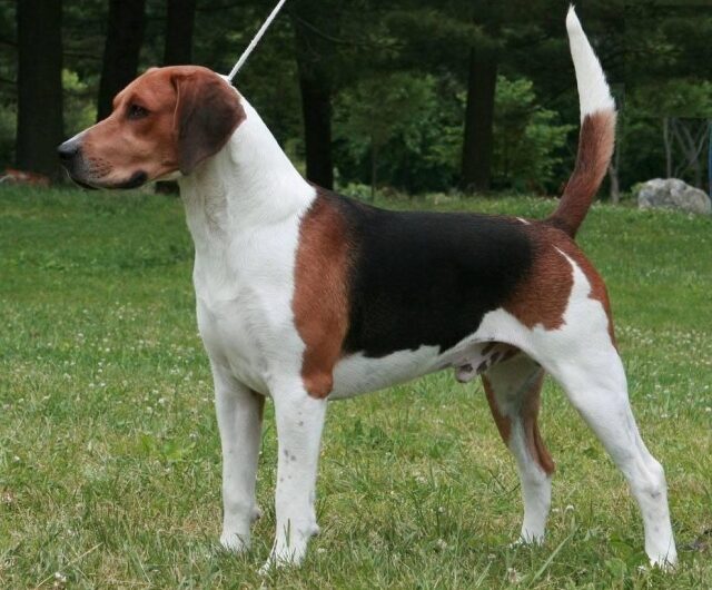 foxhound-ingles (9)