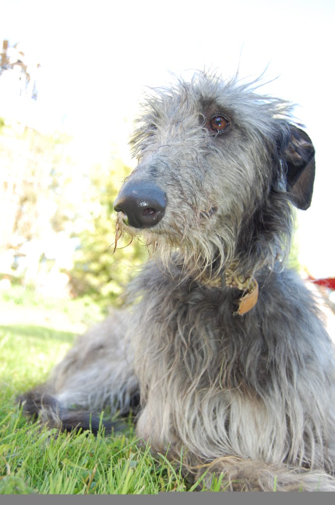 galgo-escoces (10)