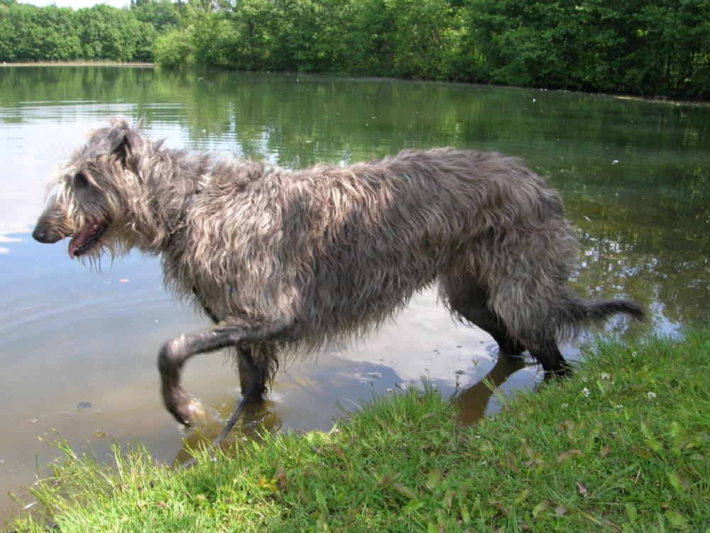 galgo-escoces (11)