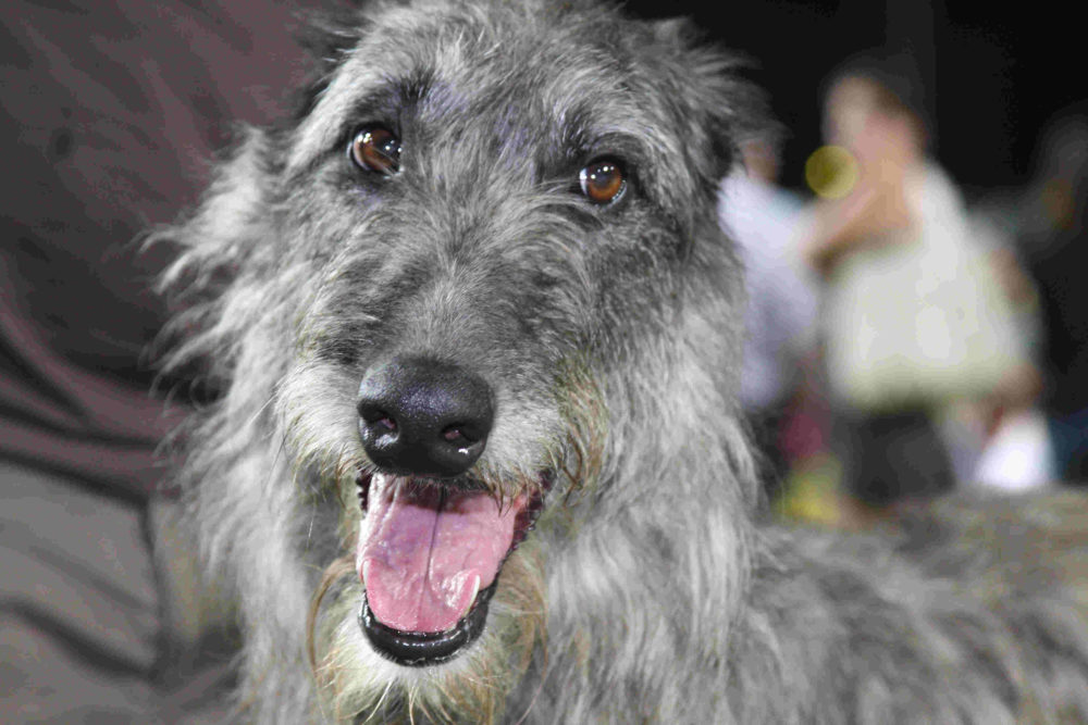 galgo-escoces (15)