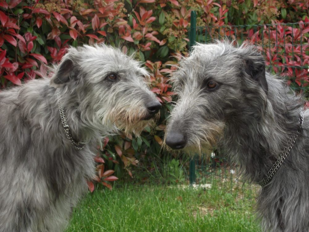 galgo-escoces (23)