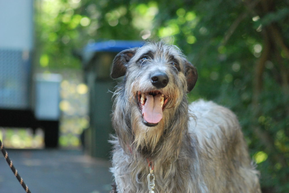 galgo-escoces (24)