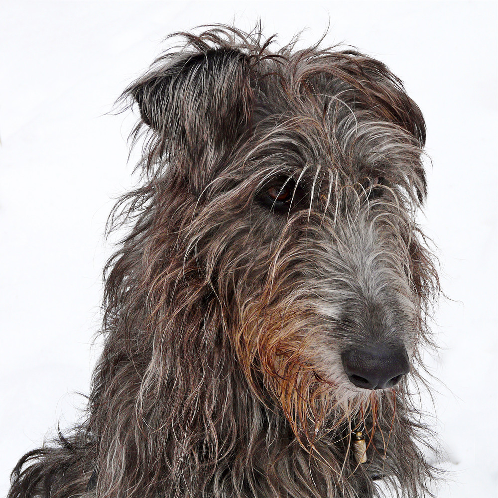galgo-escoces (25)