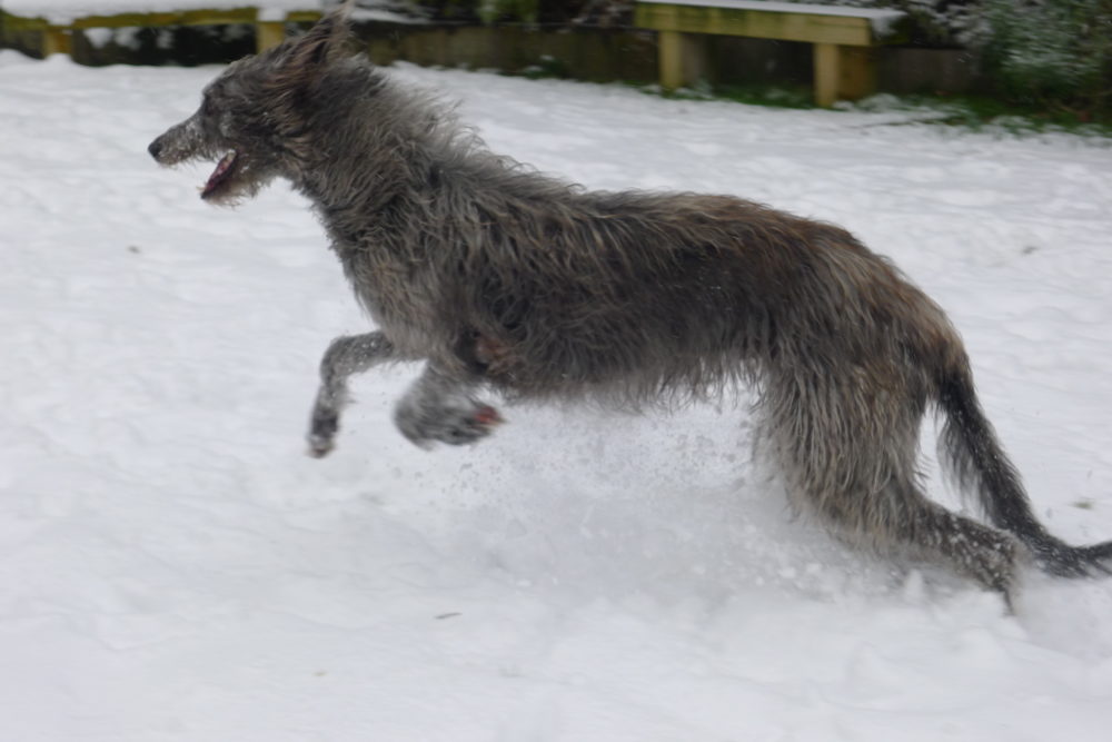 galgo-escoces (3)