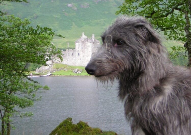 galgo-escoces (6)