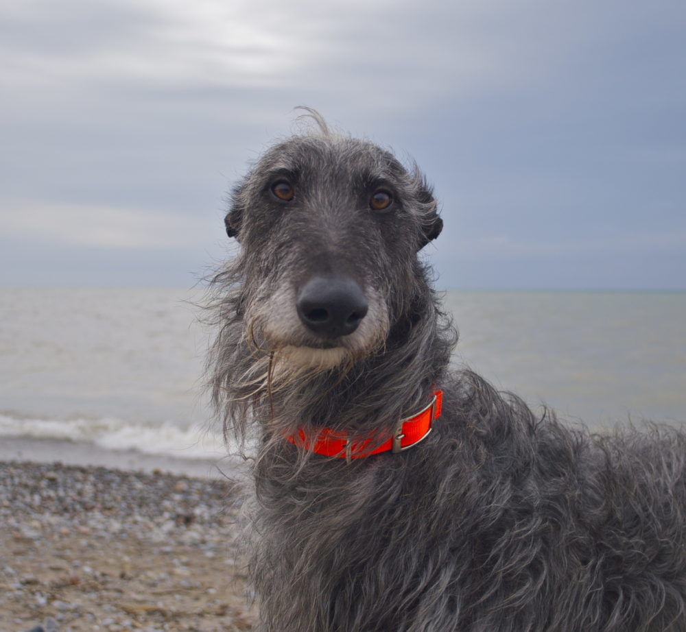 galgo-escoces (9)