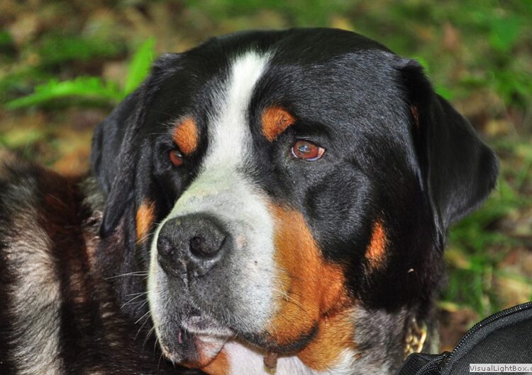 grande-boiadeiro-suico (12)