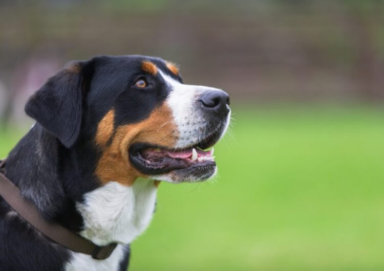 grande-boiadeiro-suico (13)