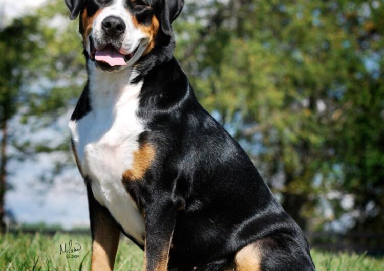 grande-boiadeiro-suico (14)