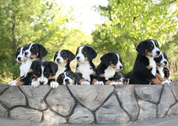 grande-boiadeiro-suico (15)