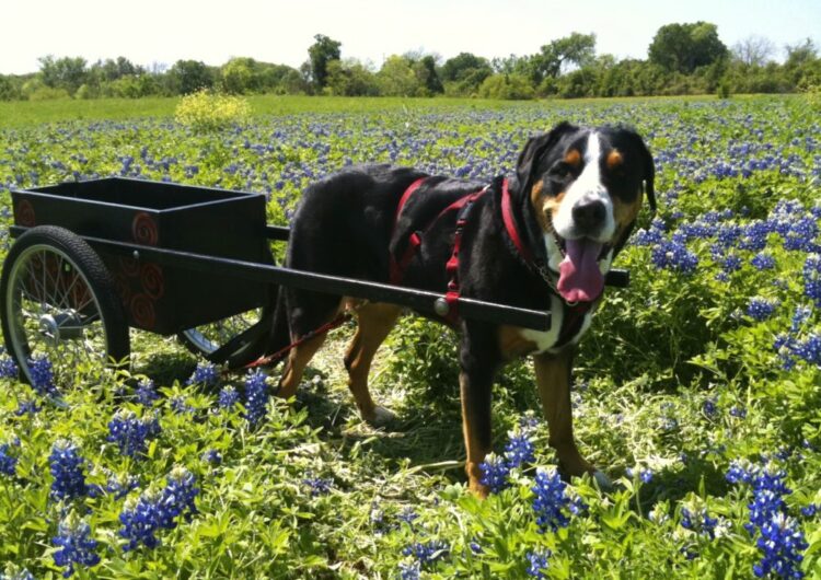 grande-boiadeiro-suico (16)