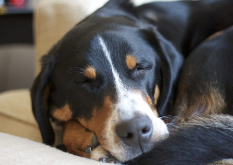 grande-boiadeiro-suico (17)