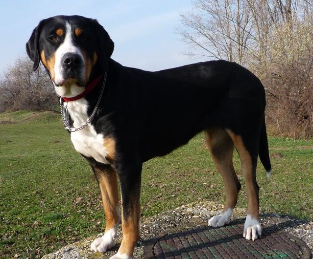 grande-boiadeiro-suico (21)