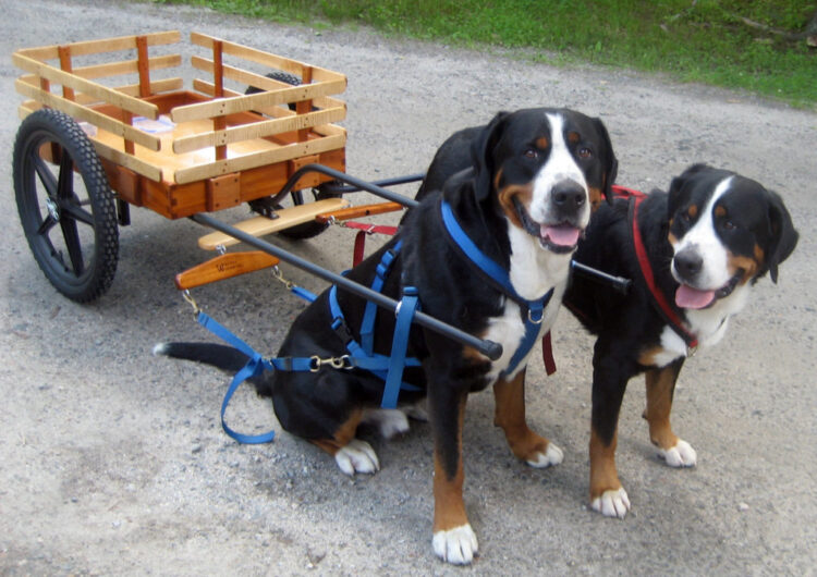 grande-boiadeiro-suico (22)