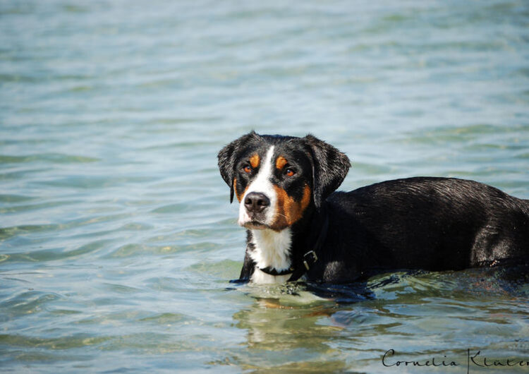grande-boiadeiro-suico (4)