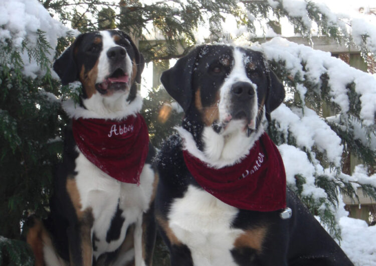 grande-boiadeiro-suico (5)