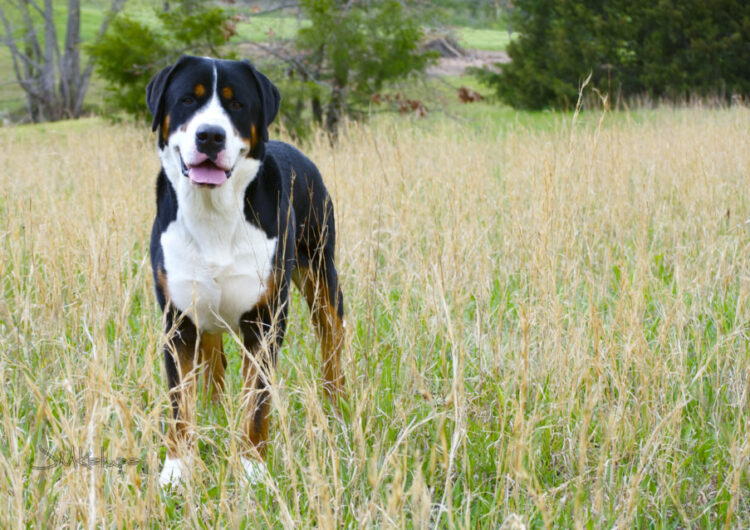 grande-boiadeiro-suico (6)