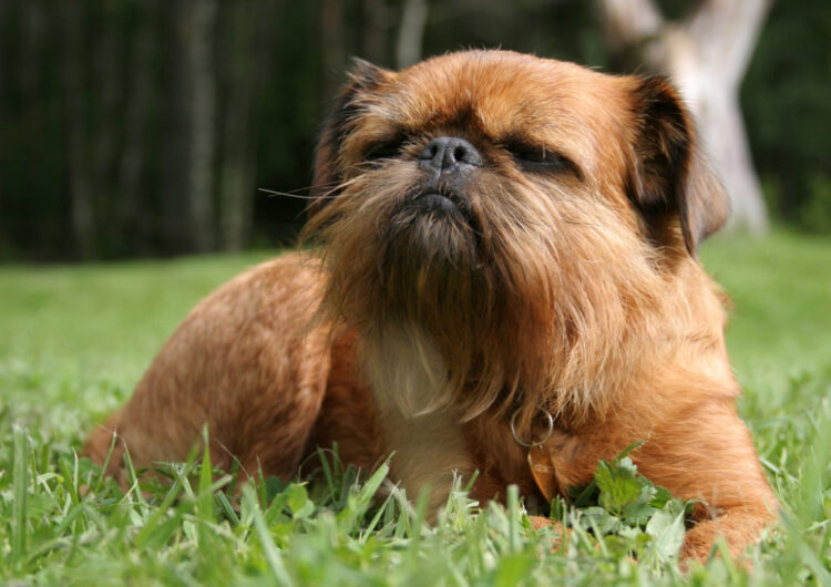 grifo-da-belgica (11)