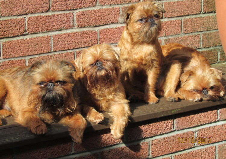 grifo-da-belgica (13)