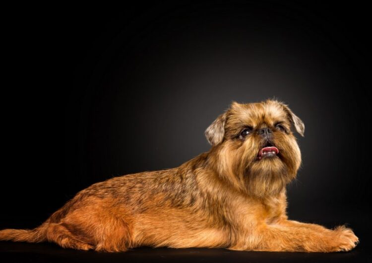 grifo-da-belgica (2)