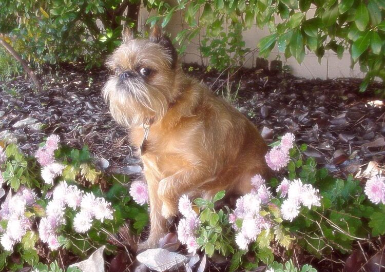 grifo-da-belgica (3)