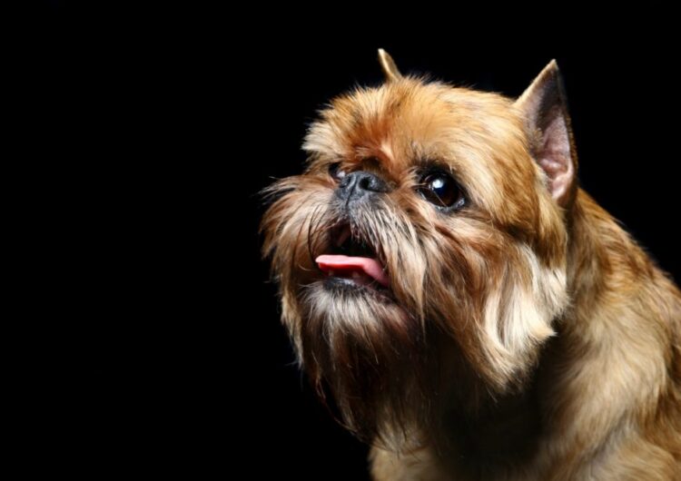 grifo-da-belgica (4)