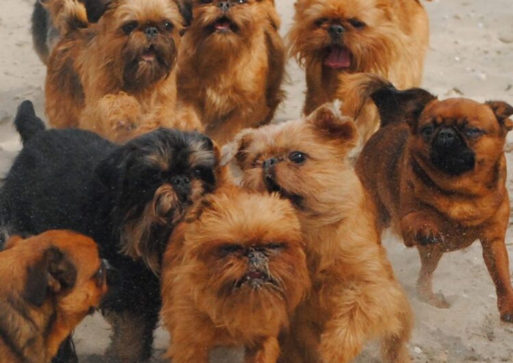 grifo-da-belgica (7)