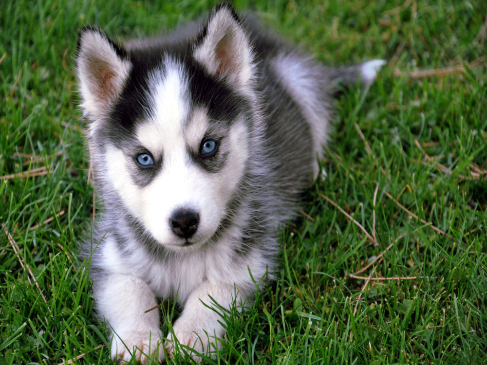 husky-siberiano (10)