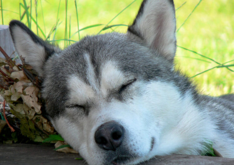 husky-siberiano (11)