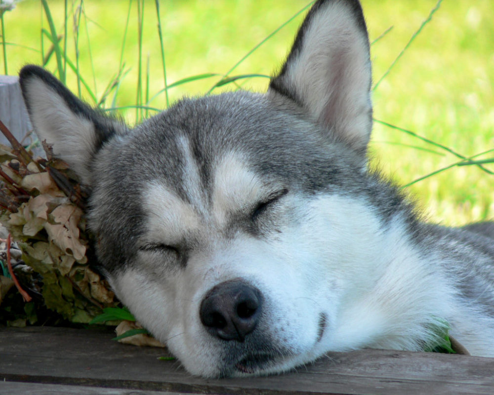 husky-siberiano (11)