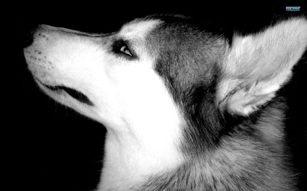 husky-siberiano (12)