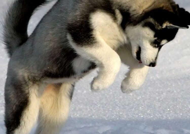 husky-siberiano (13)