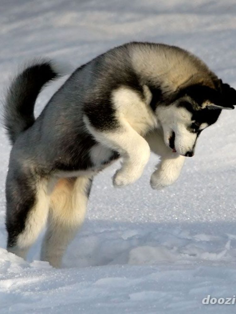 husky-siberiano (13)