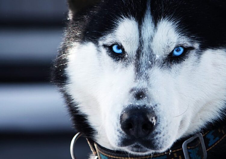 husky-siberiano (15)