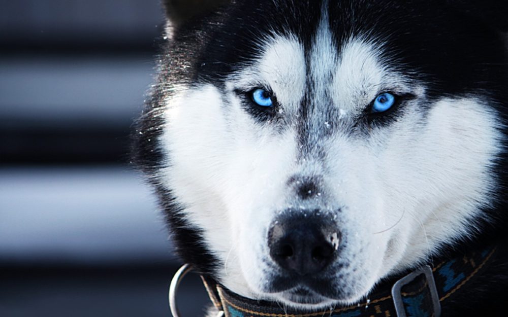 husky-siberiano (15)