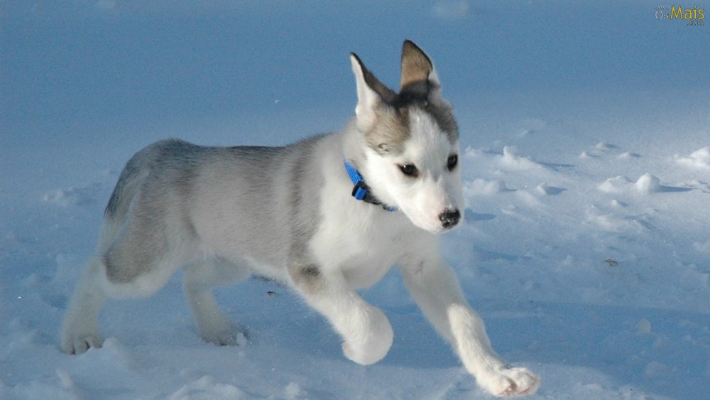 husky-siberiano (16)
