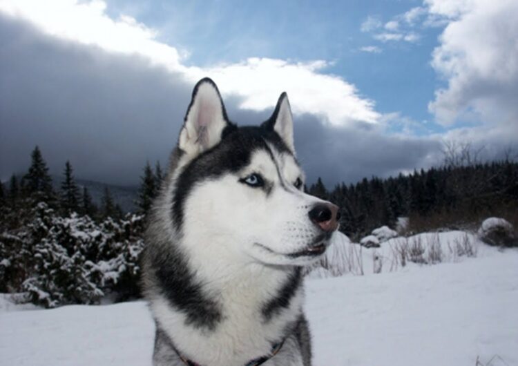 husky-siberiano (17)