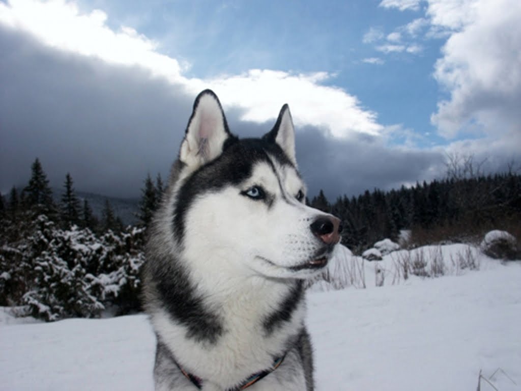 husky-siberiano (17)