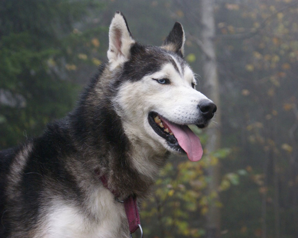 husky-siberiano (18)