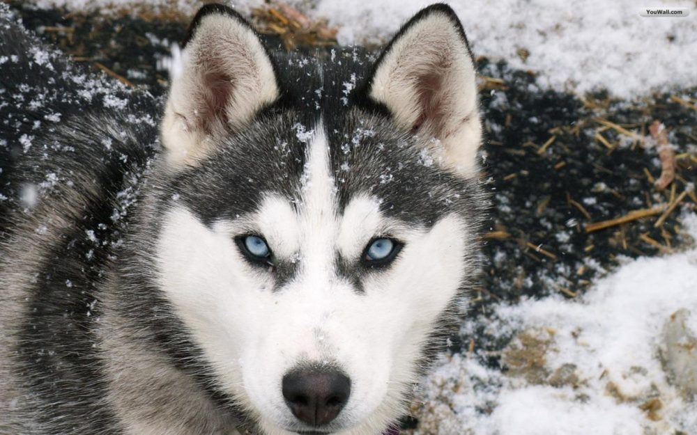 husky-siberiano (19)