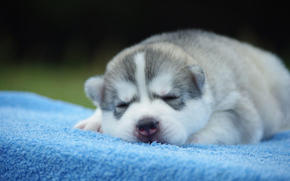 husky-siberiano (2)